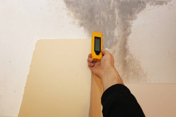 Best Black Mold Removal  in North Fork, AZ