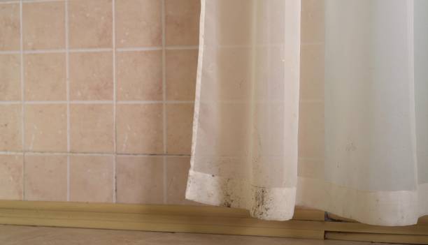 Best Mold Documentation for Insurance Claims  in North Fork, AZ