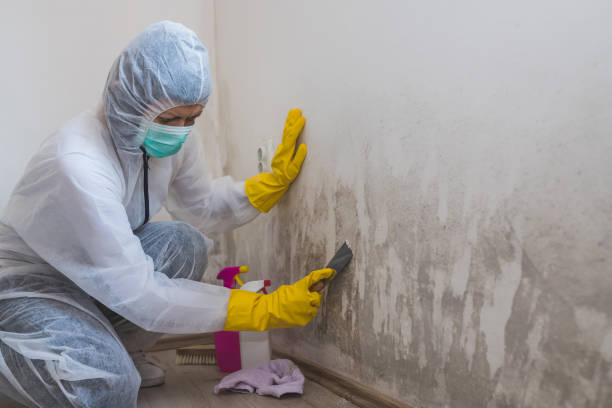 Best Mold Odor Removal Services  in North Fork, AZ