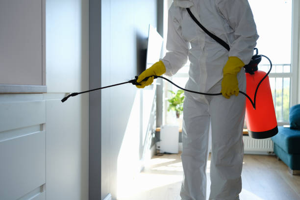 Mold Odor Removal Services in North Fork, AZ