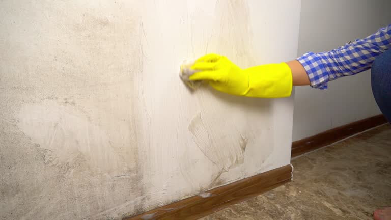 Reliable North Fork, AZ Mold Removal Solutions