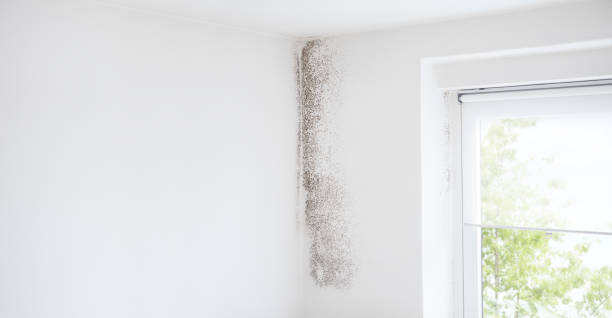 Best Industrial Mold Remediation  in North Fork, AZ