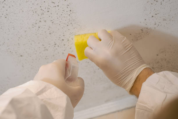 Best Residential Mold Inspection & Testing  in North Fork, AZ