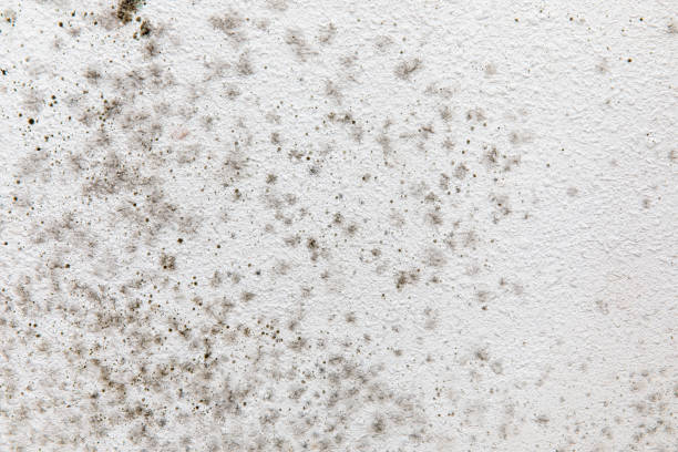 Best Dehumidification Services  in North Fork, AZ