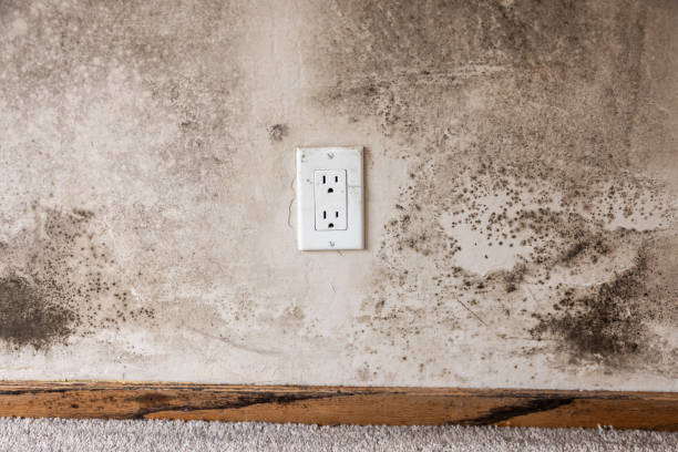 Best Real Estate Mold Inspection  in North Fork, AZ