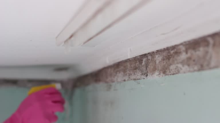 Best Crawl Space Mold Remediation  in North Fork, AZ